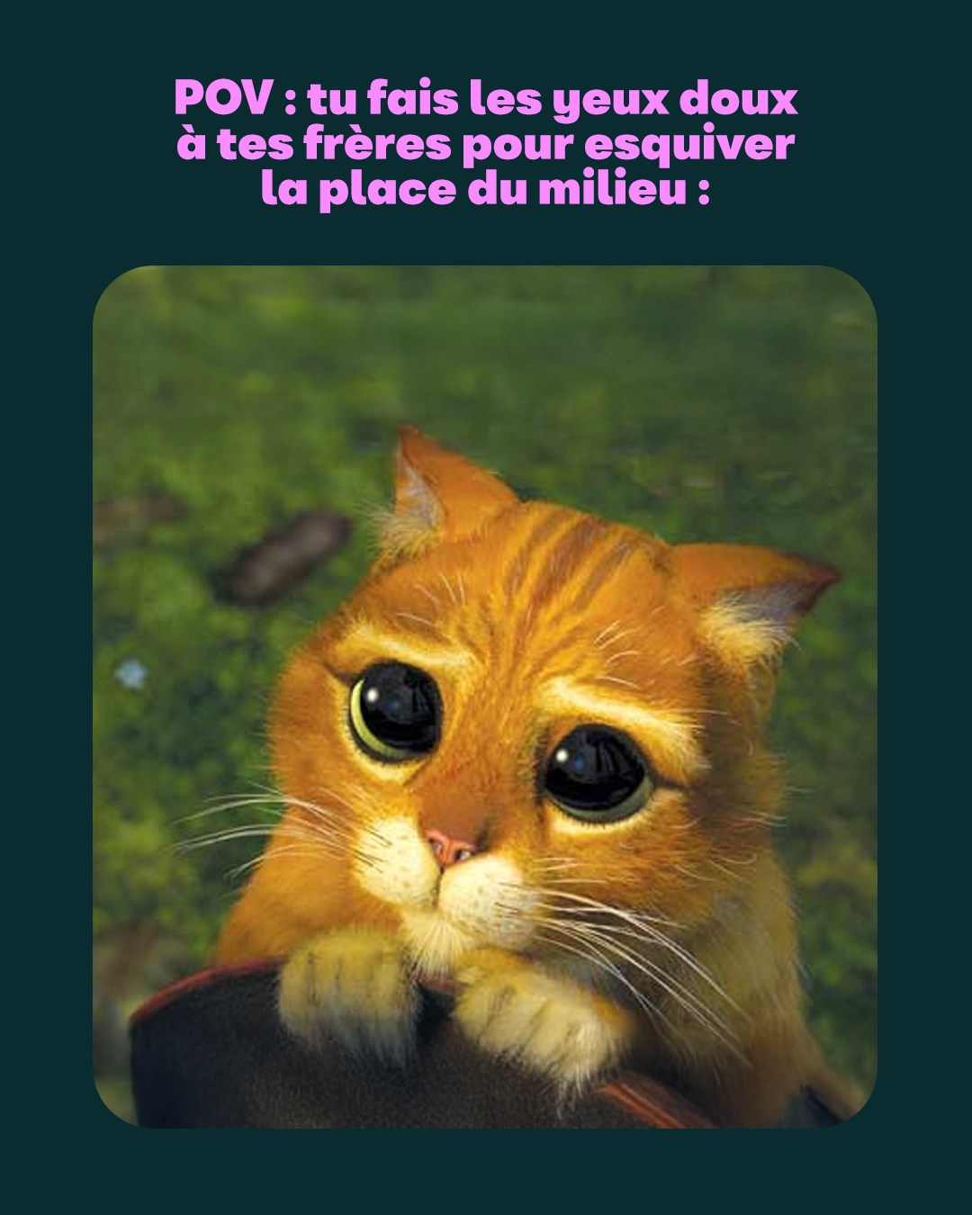 Post Seat avec chat